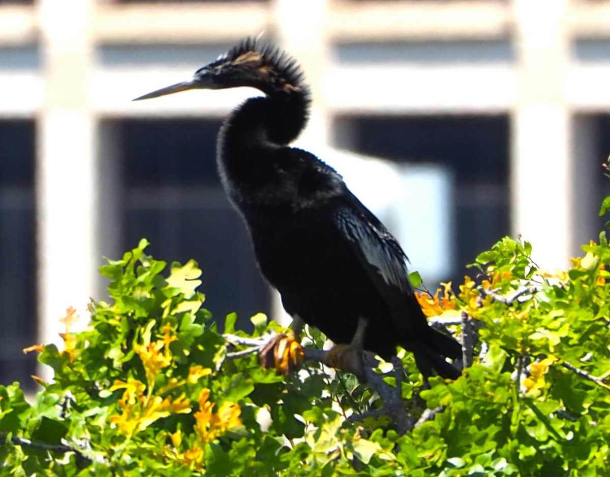 Anhinga - ML619903985