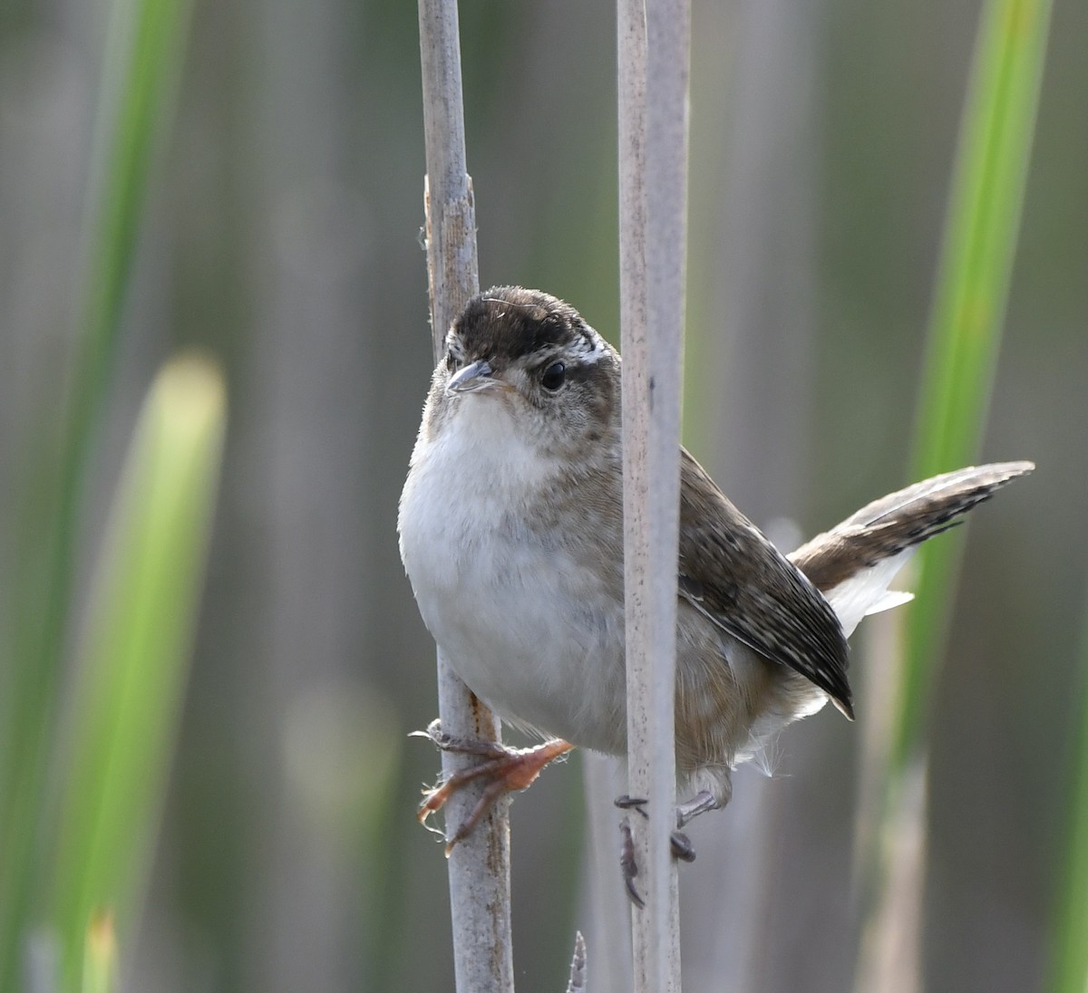 Marsh Wren - ML619904004