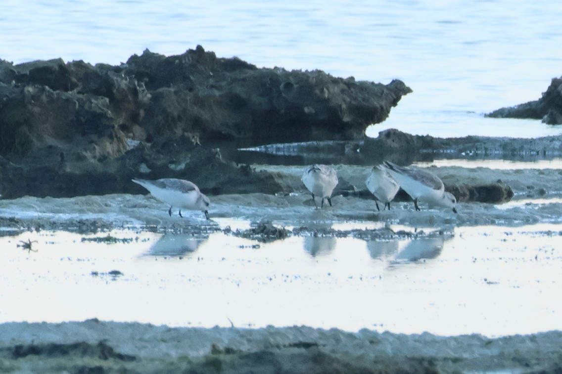 Bécasseau sanderling - ML619904013