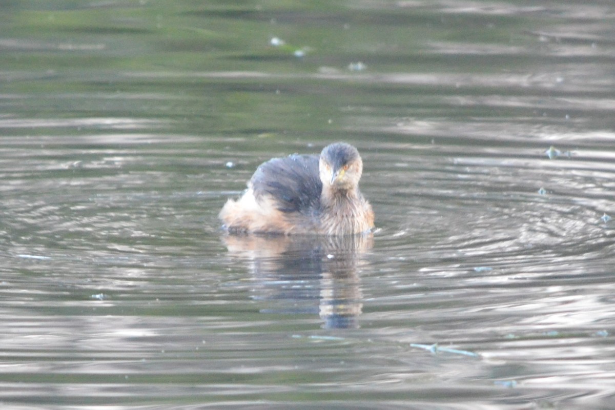 Australasian Grebe - ML619904014