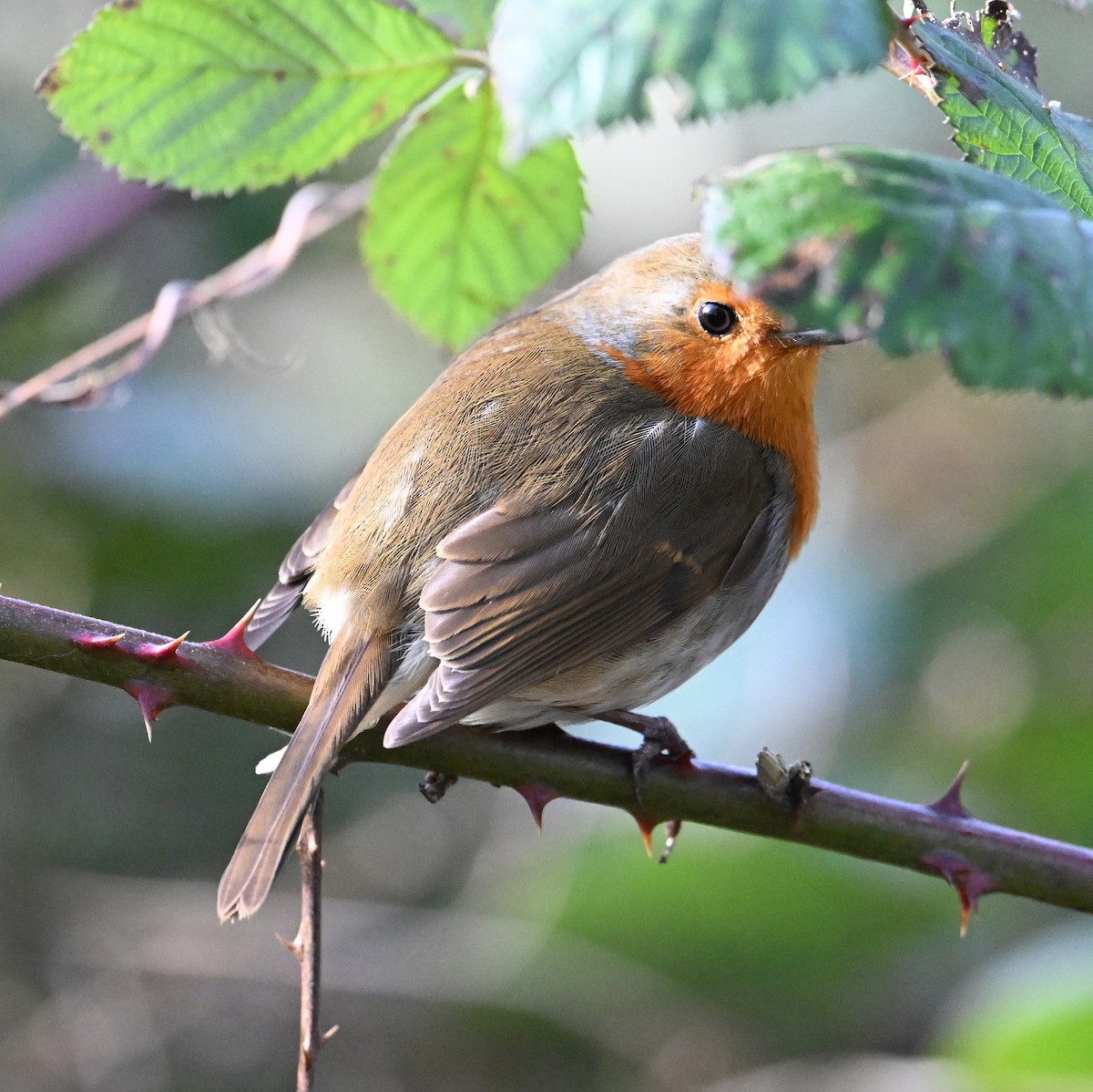 European Robin - ML619904022