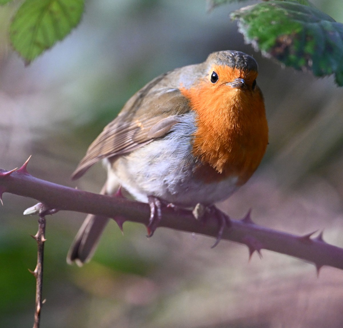 European Robin - ML619904023