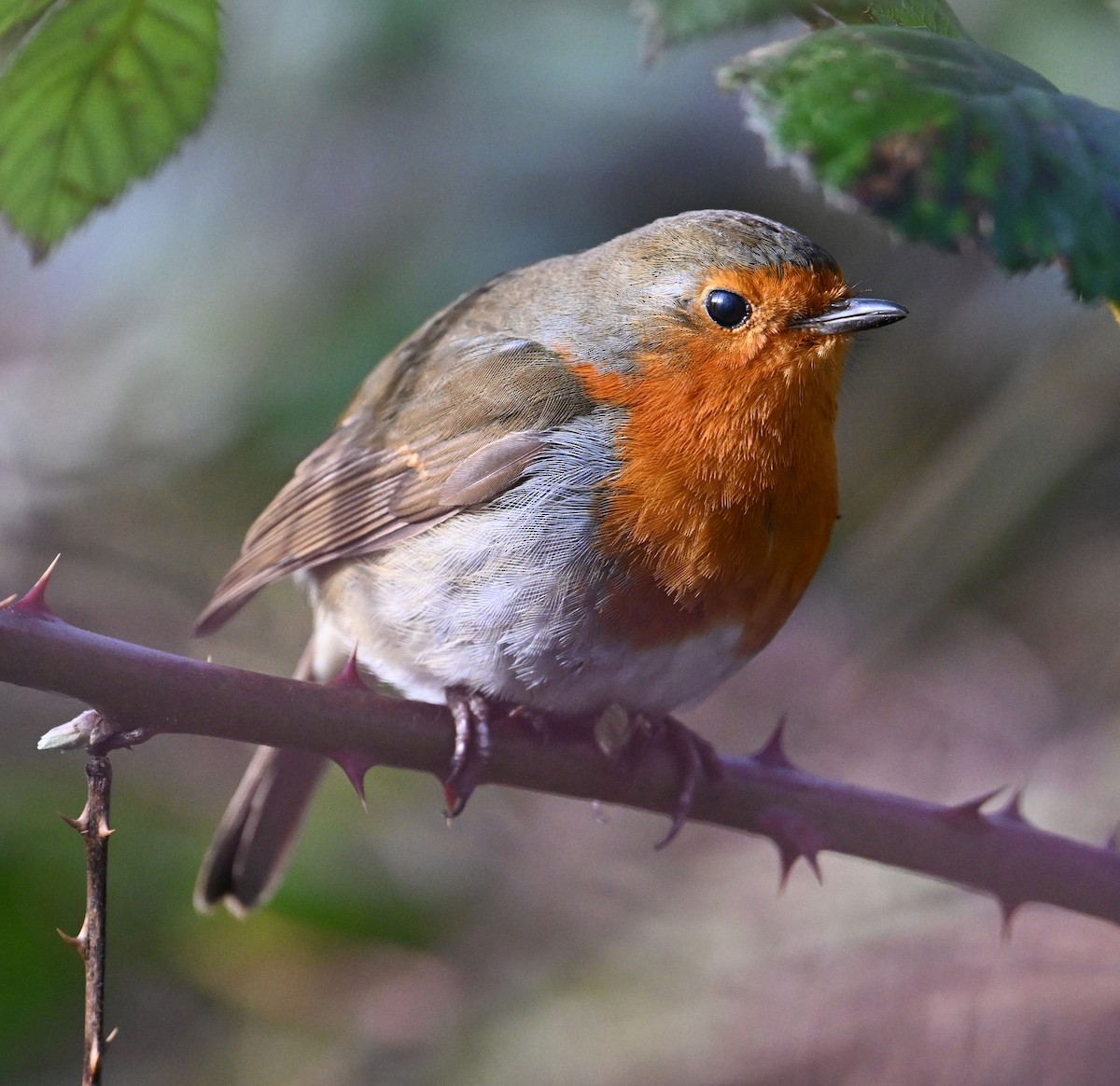 European Robin - ML619904025