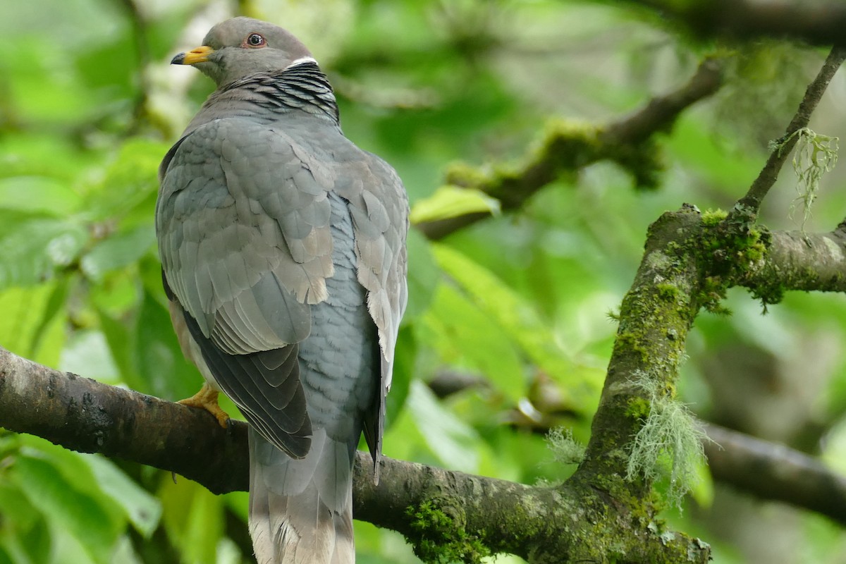 Band-tailed Pigeon - ML619904030