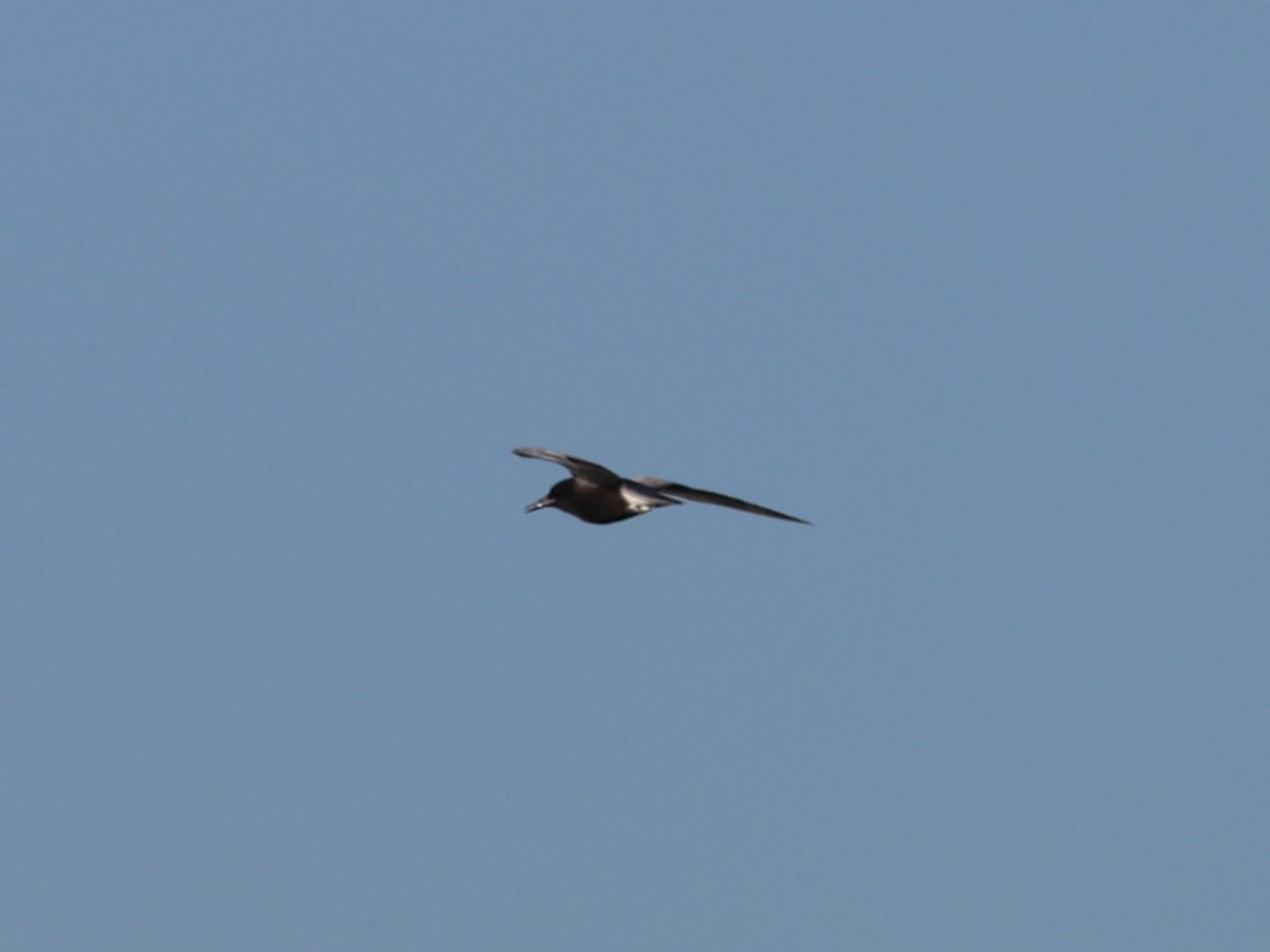 Black Tern - ML619904042