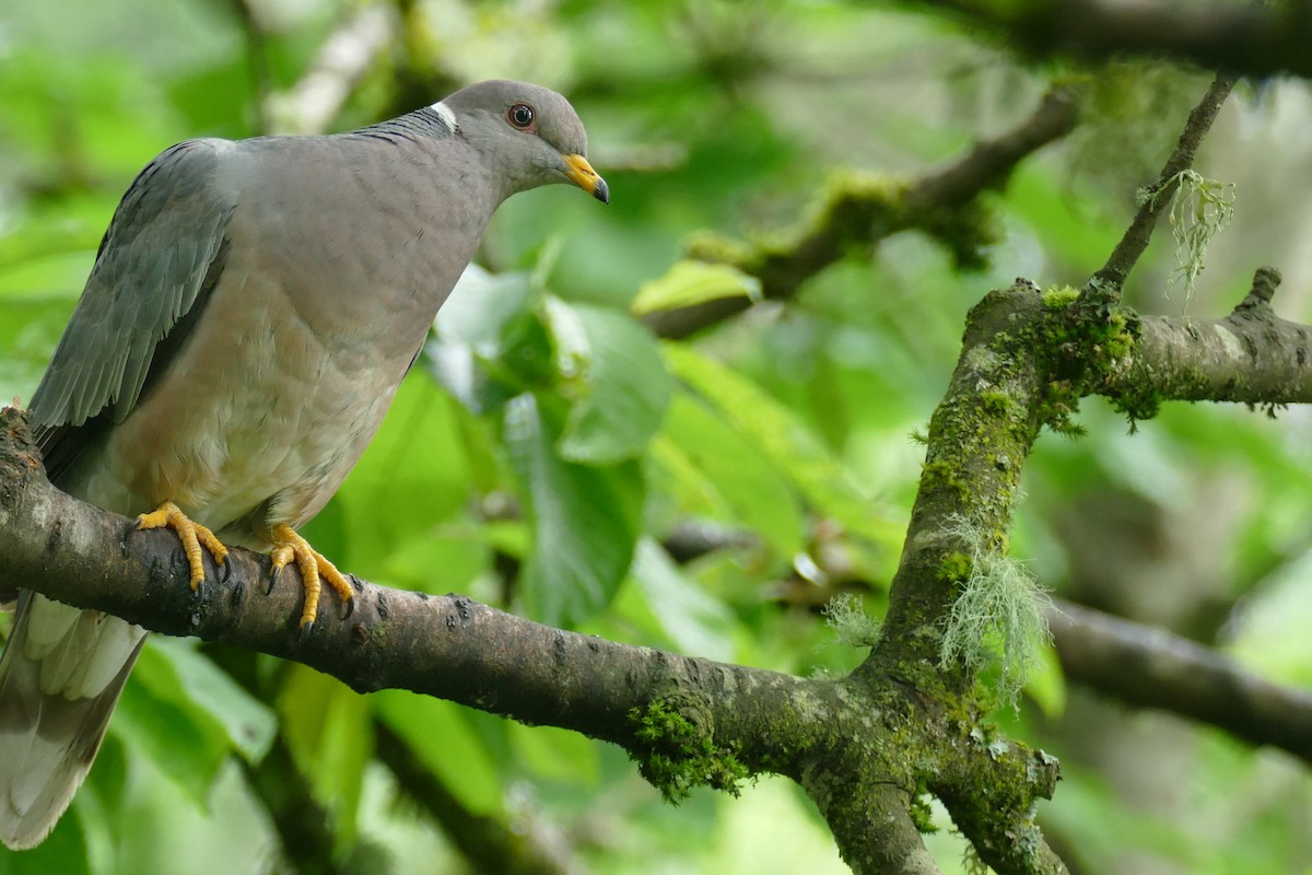 Band-tailed Pigeon - ML619904044