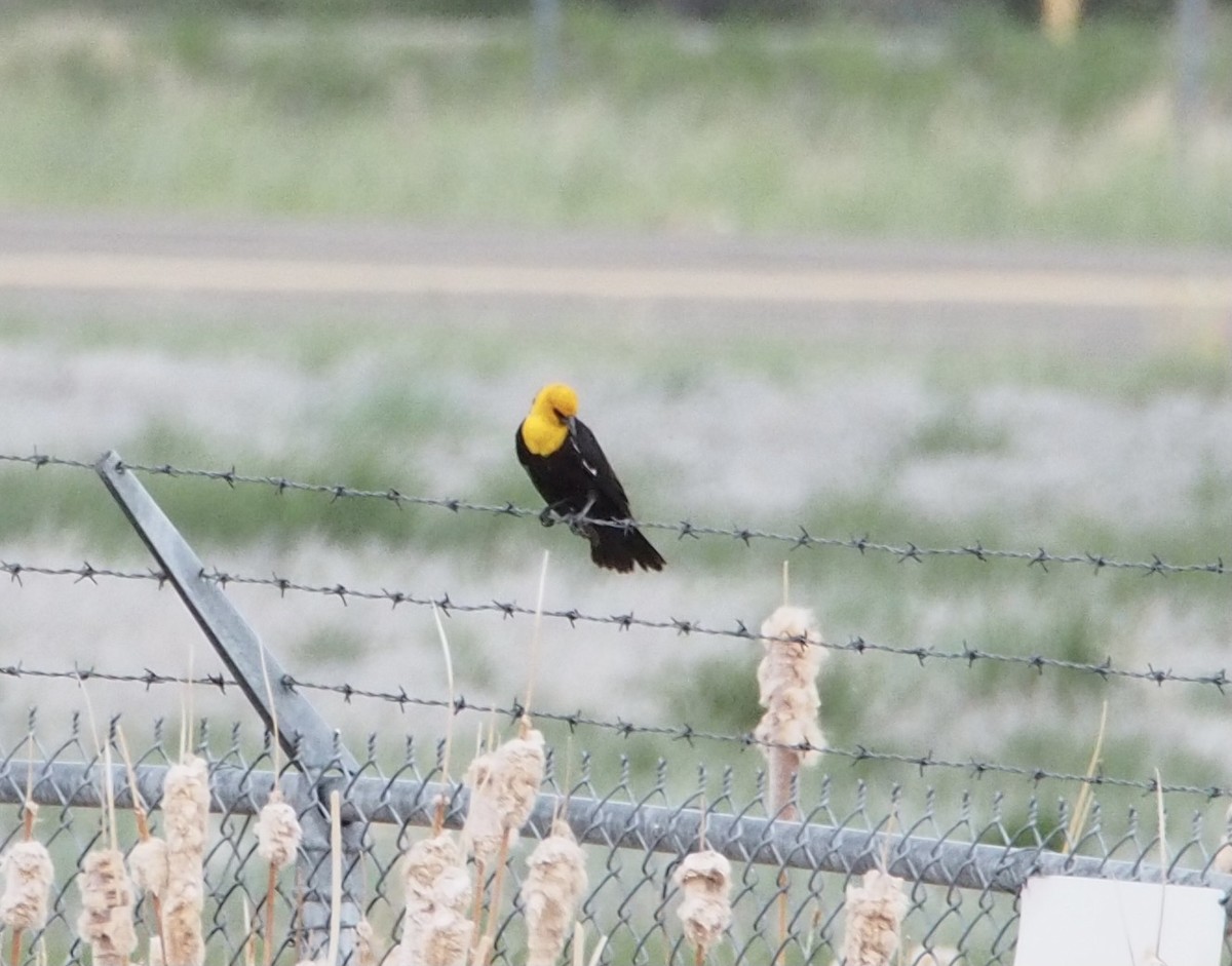 Yellow-headed Blackbird - ML619904045