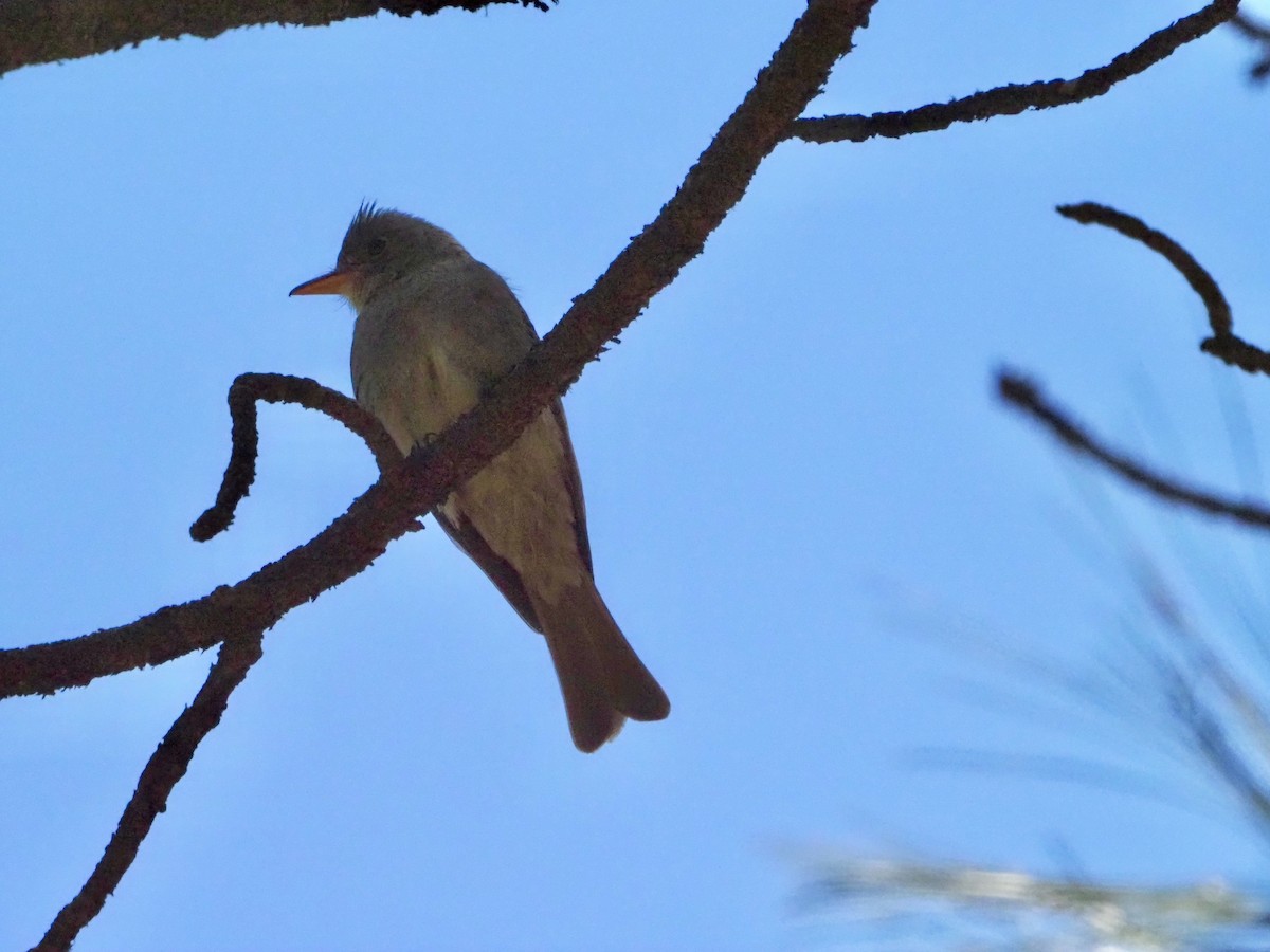 Greater Pewee - ML619904047