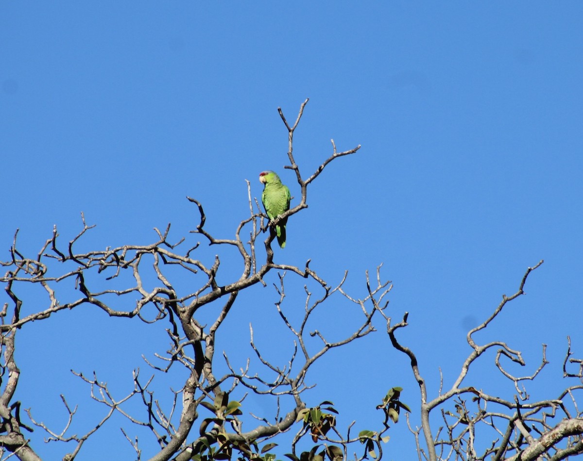 Red-crowned Parrot - ML619904056