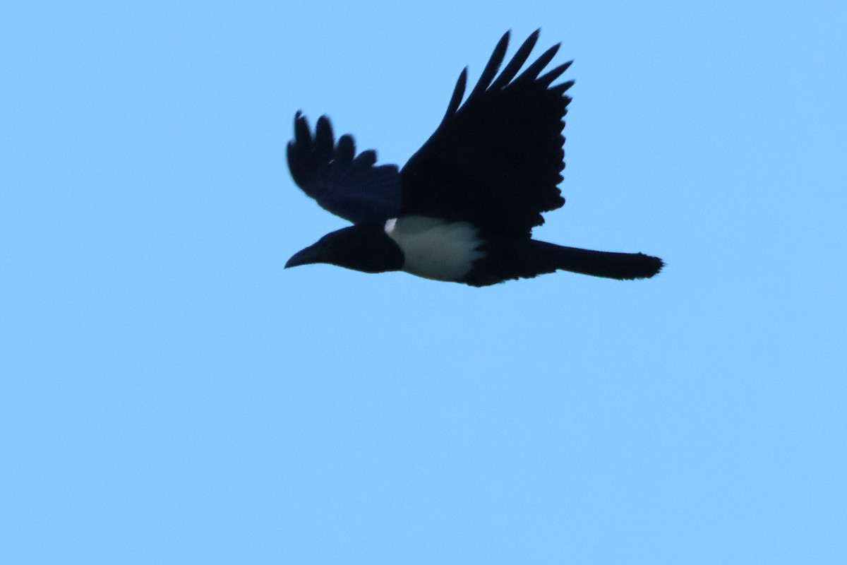 Pied Crow - ML619904057