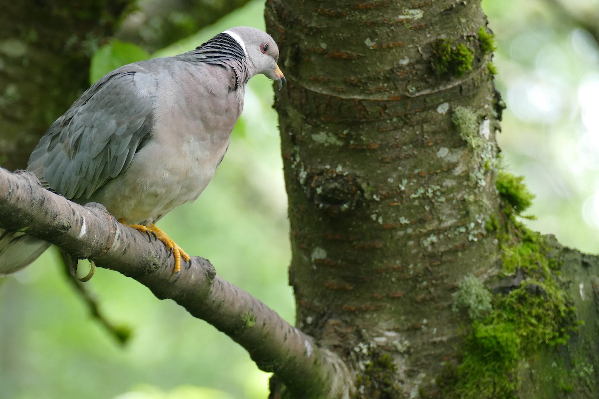 Band-tailed Pigeon - ML619904060