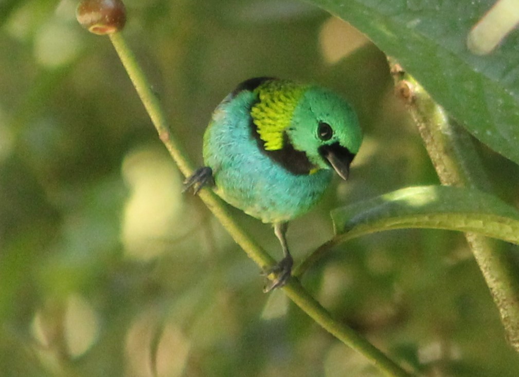 Green-headed Tanager - ML619904069