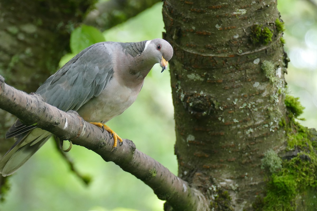 Pigeon à queue barrée - ML619904075