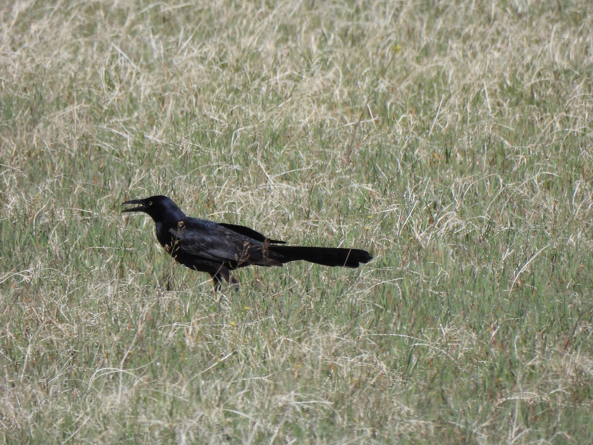 Great-tailed Grackle - ML619904083