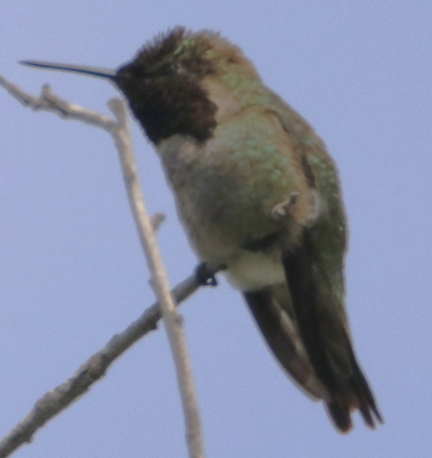 Anna's Hummingbird - ML619904087