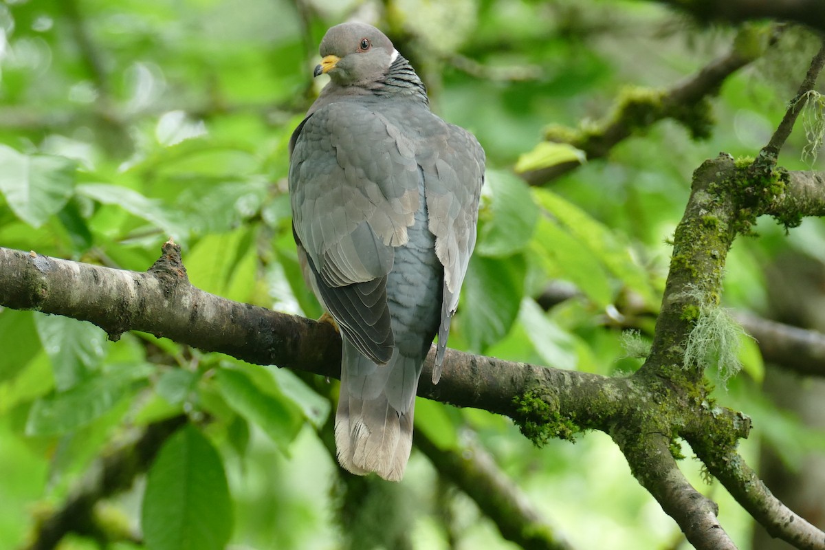Band-tailed Pigeon - ML619904088