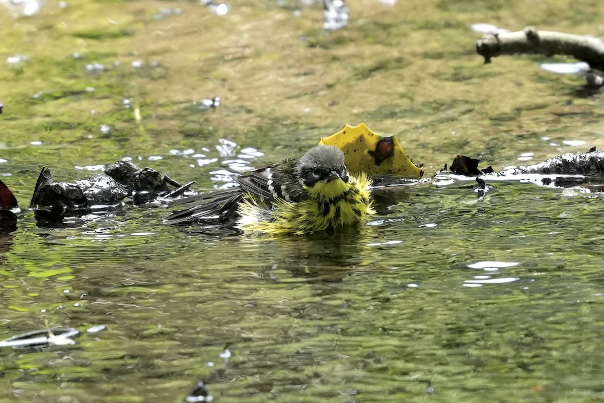 Magnolia Warbler - ML619904103