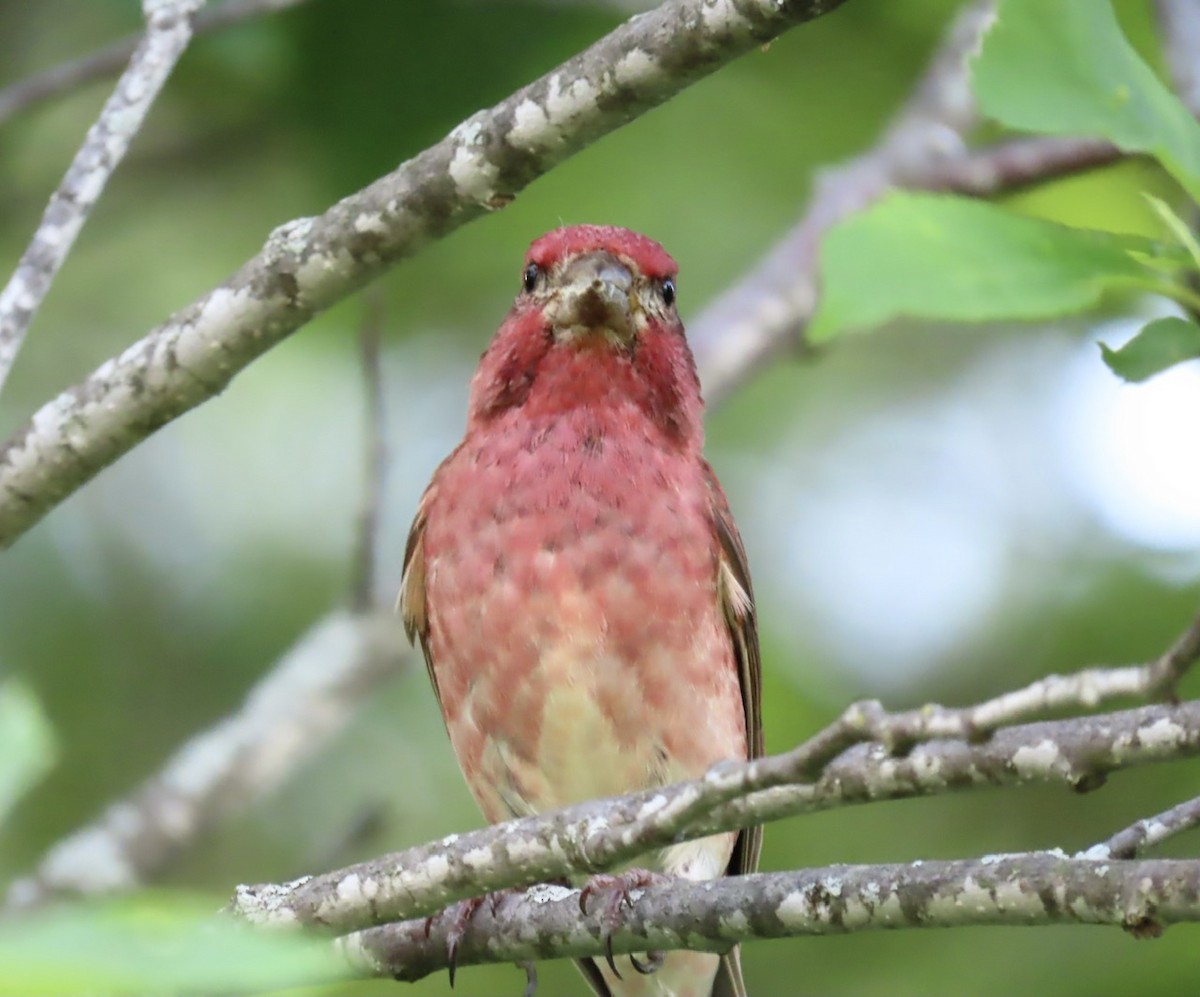 Purple Finch - ML619904110