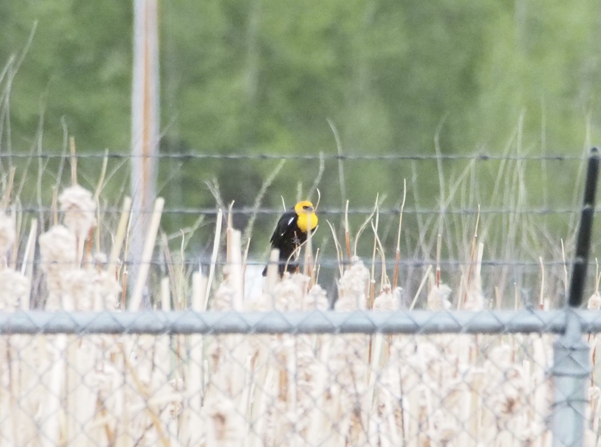 Yellow-headed Blackbird - ML619904113