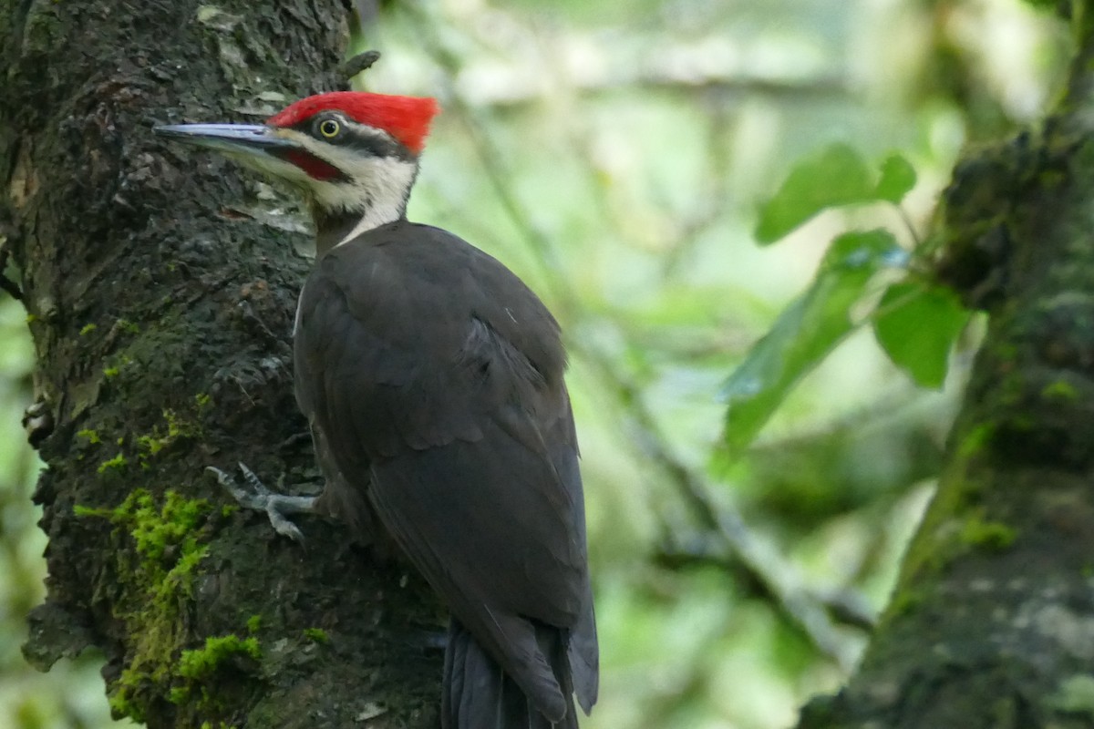 Pileated Woodpecker - ML619904122