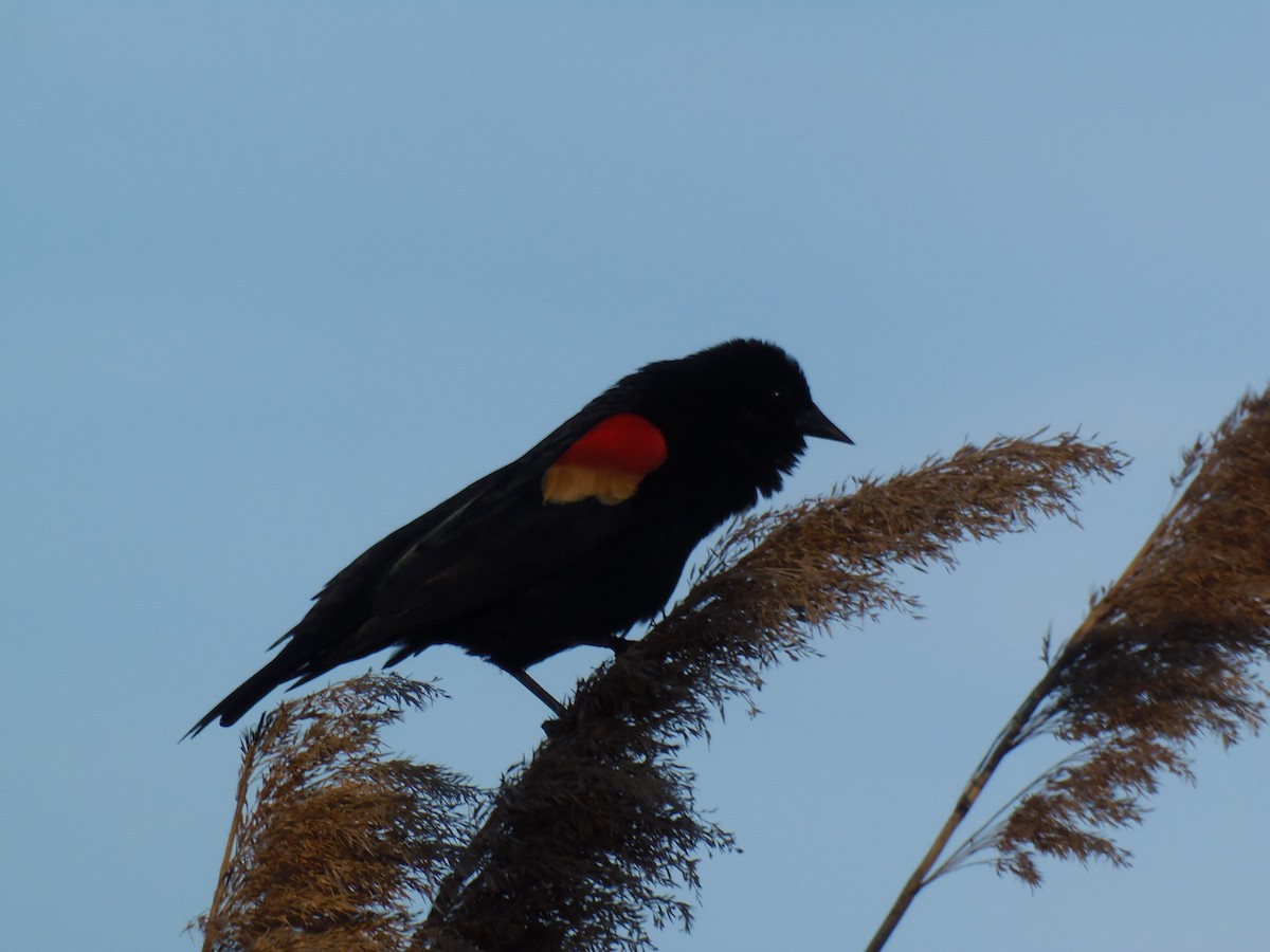 Red-winged Blackbird - ML619904128