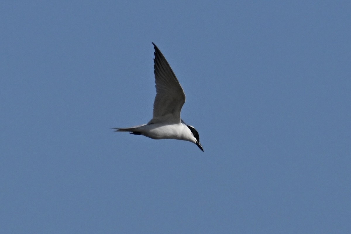 Gull-billed Tern - ML619904135