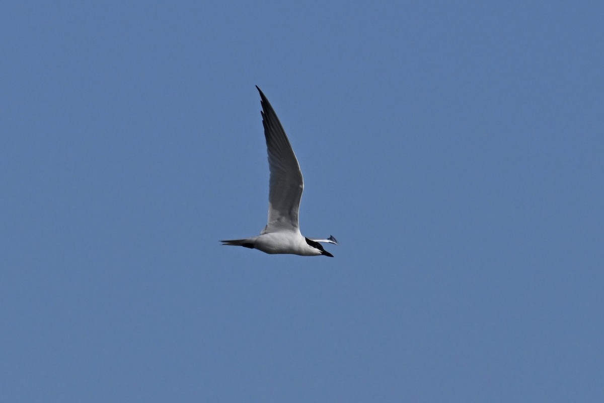Gull-billed Tern - ML619904137