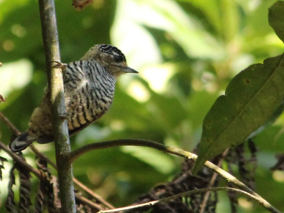 Ochre-collared Piculet - ML619904140