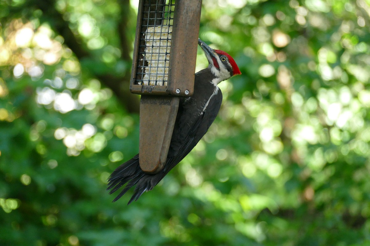 Pileated Woodpecker - ML619904141