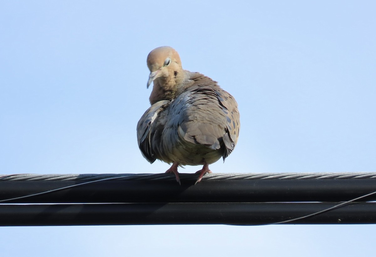 Mourning Dove - ML619904146