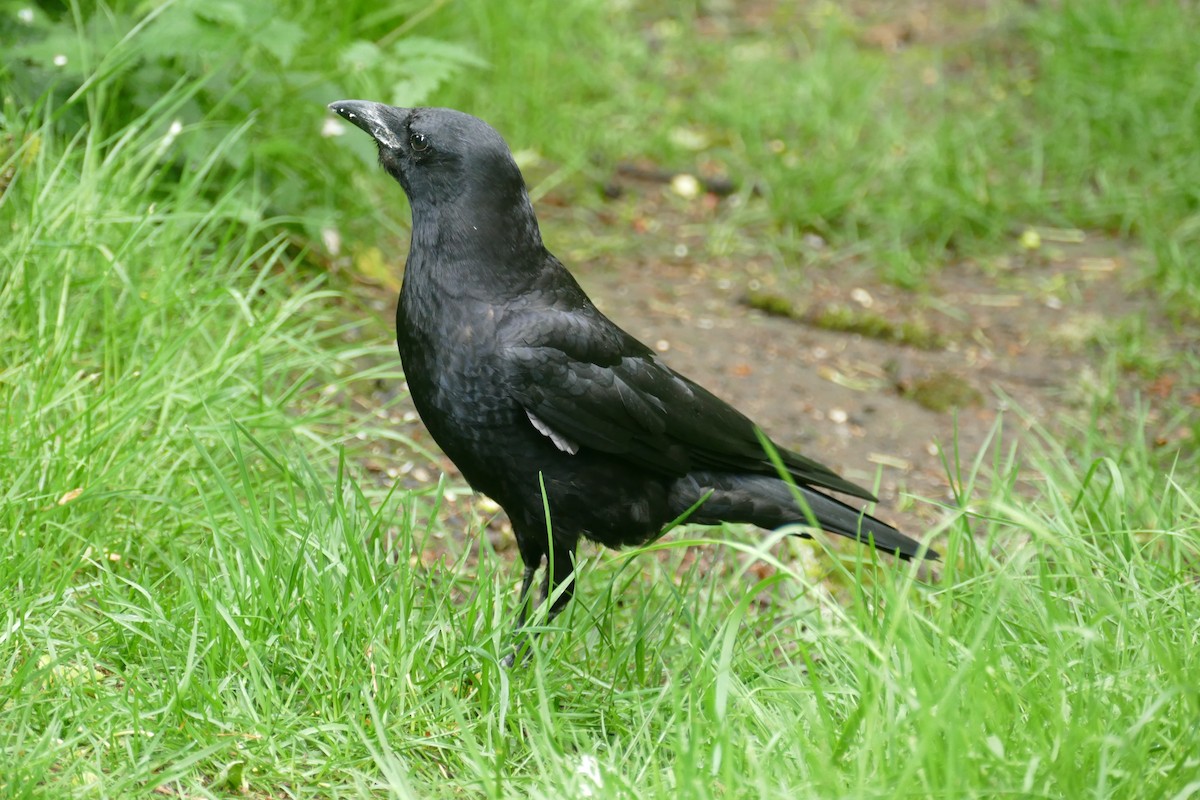American Crow - ML619904155
