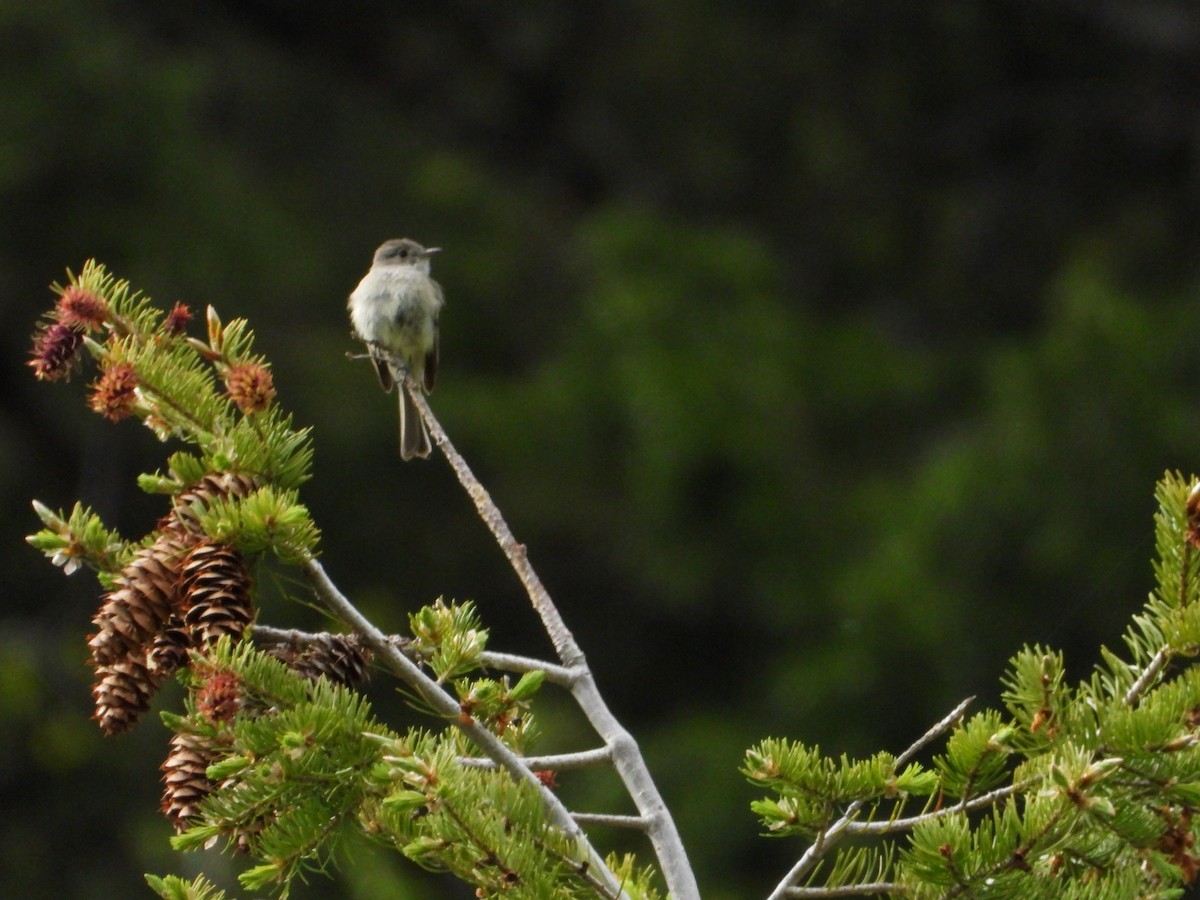 Dusky Flycatcher - ML619904174