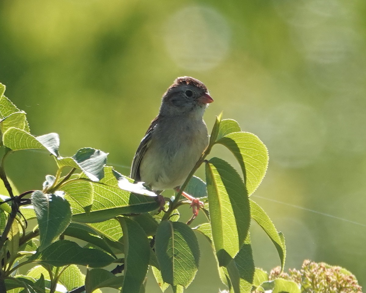Field Sparrow - ML619904178