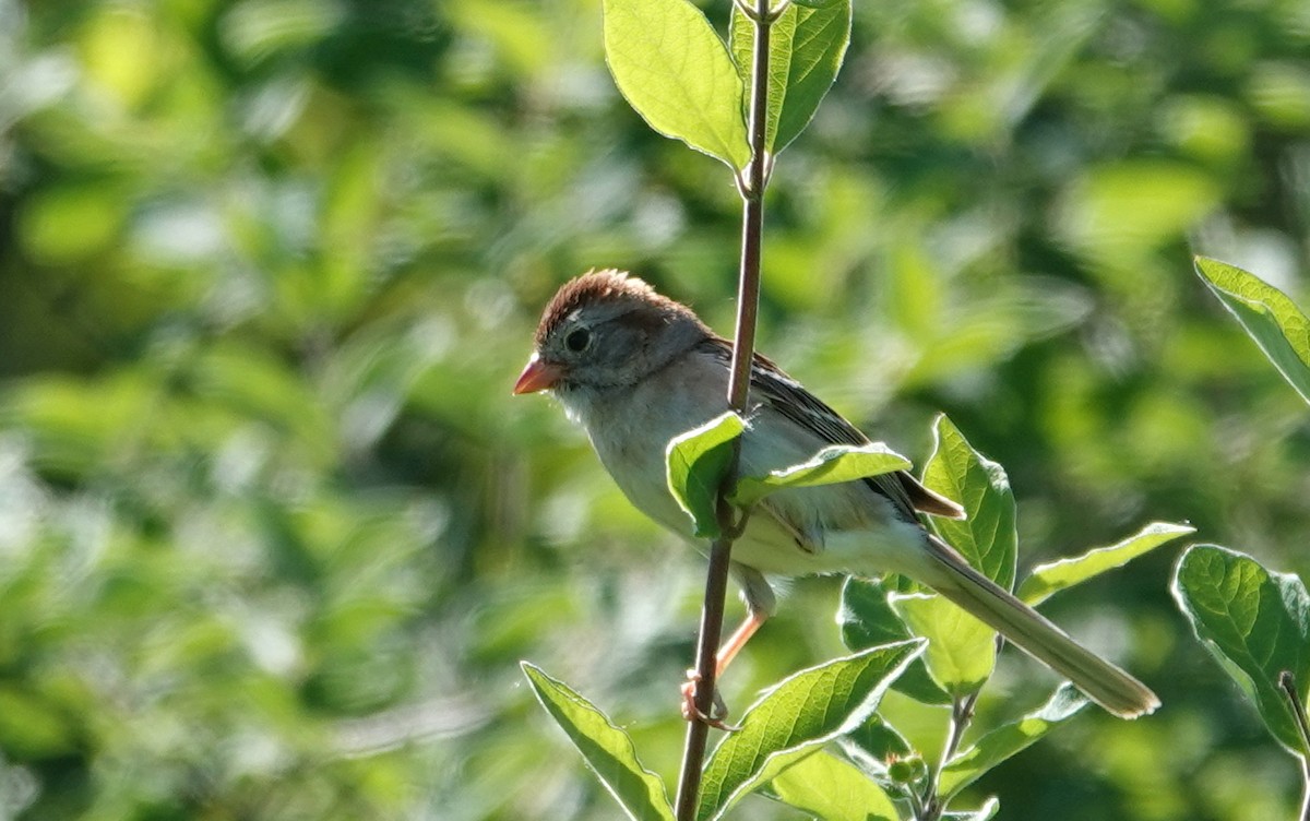 Field Sparrow - ML619904180