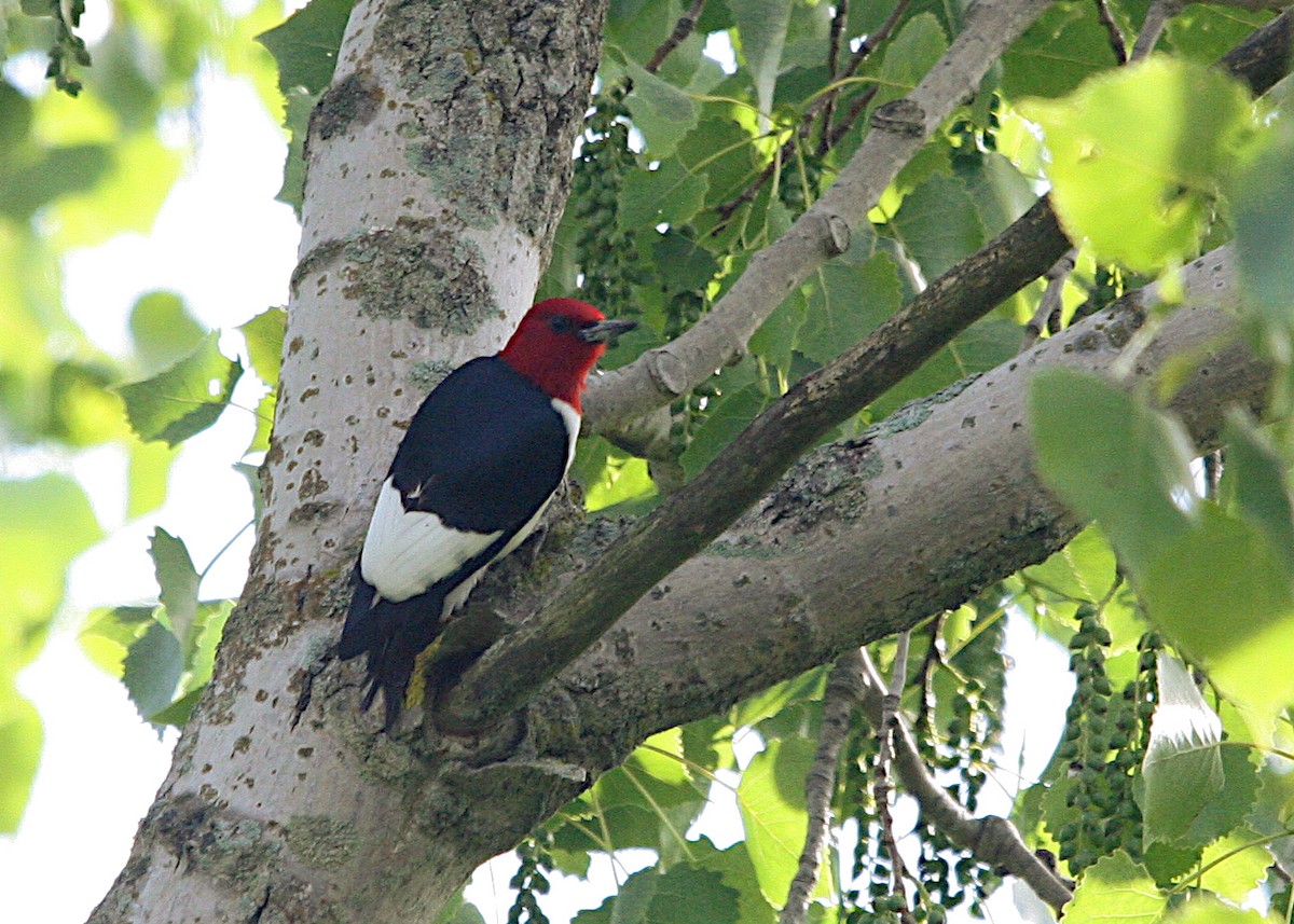 Red-headed Woodpecker - ML619904181