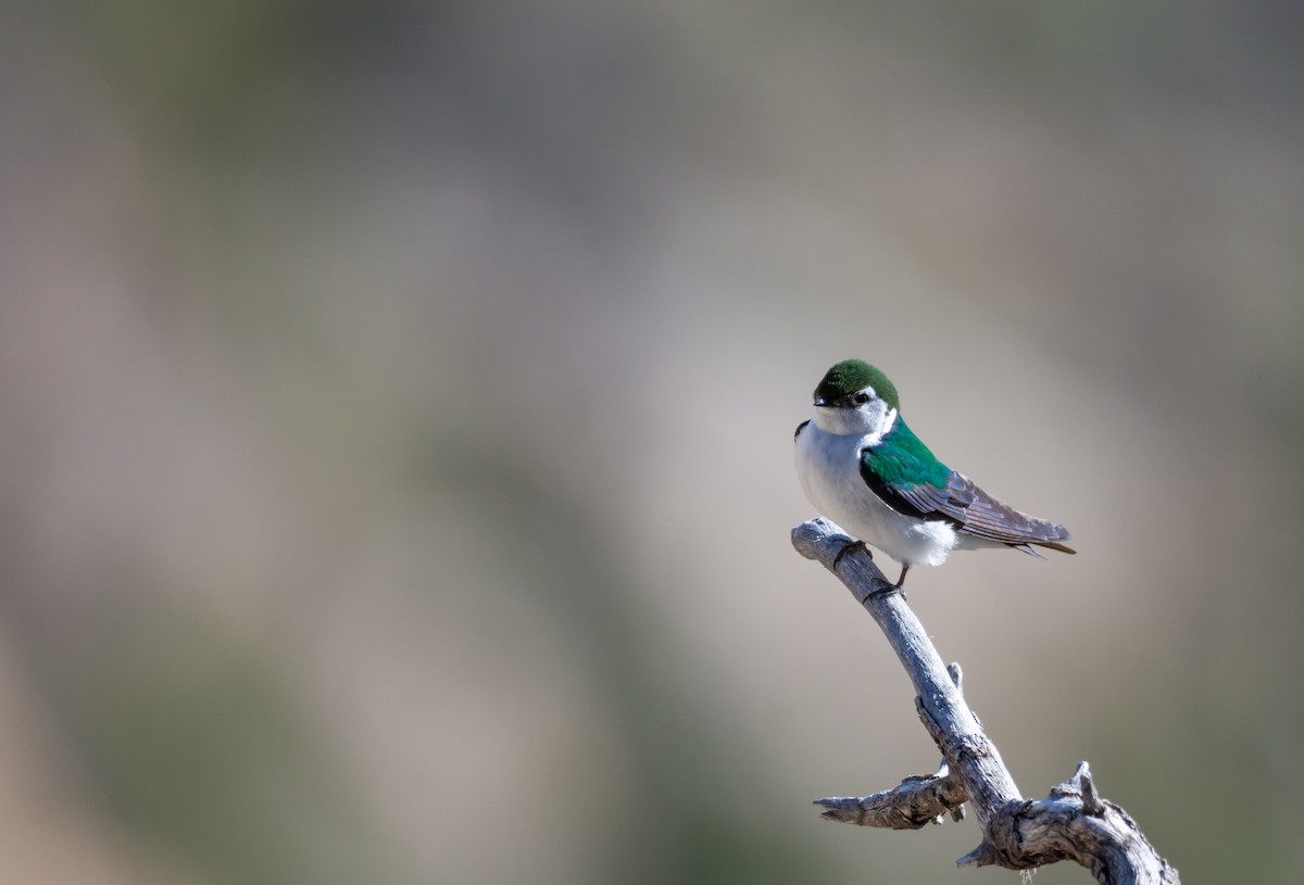 Violet-green Swallow - ML619904186