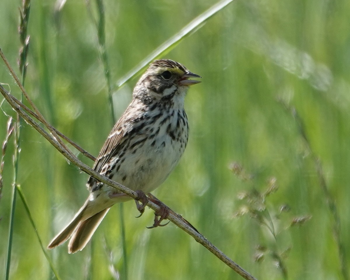 Savannah Sparrow - ML619904188