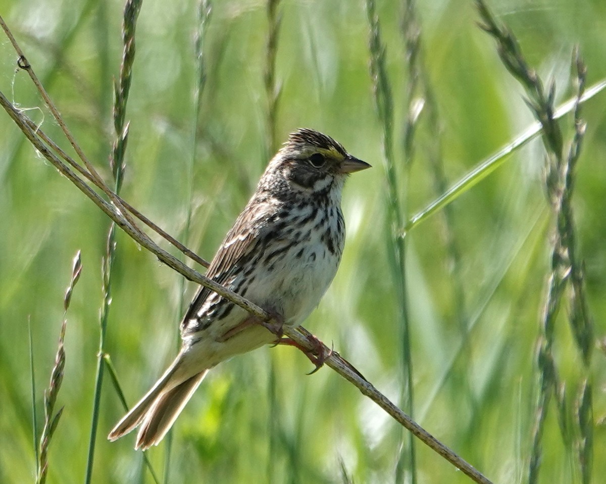 Savannah Sparrow - ML619904189