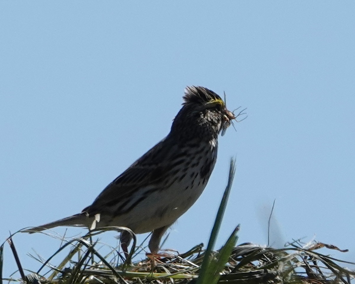 Savannah Sparrow - ML619904191