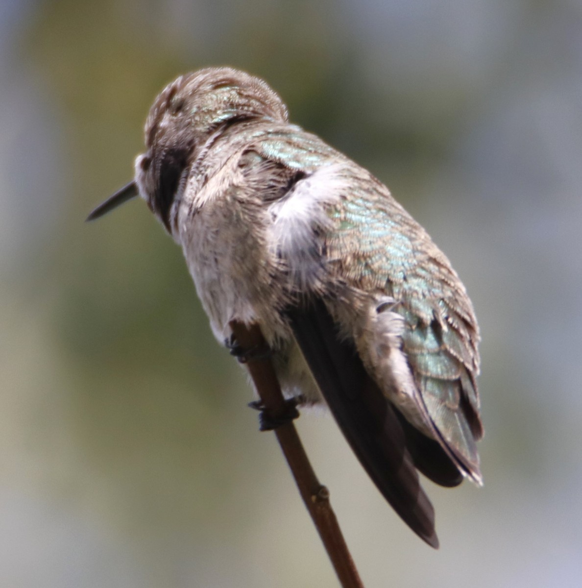 Allen's Hummingbird - ML619904197