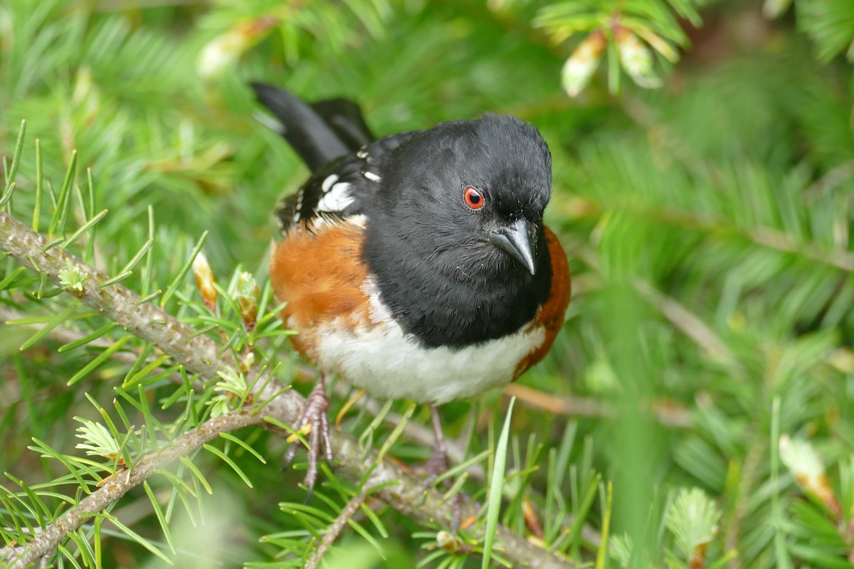 Spotted Towhee - ML619904200