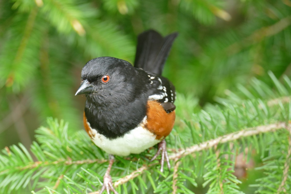 Spotted Towhee - ML619904212