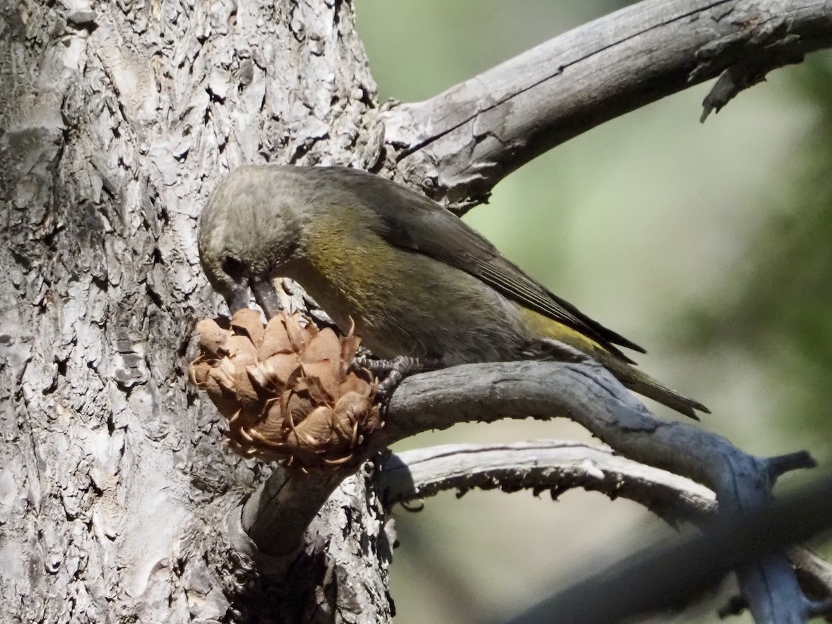 Red Crossbill - ML619904222