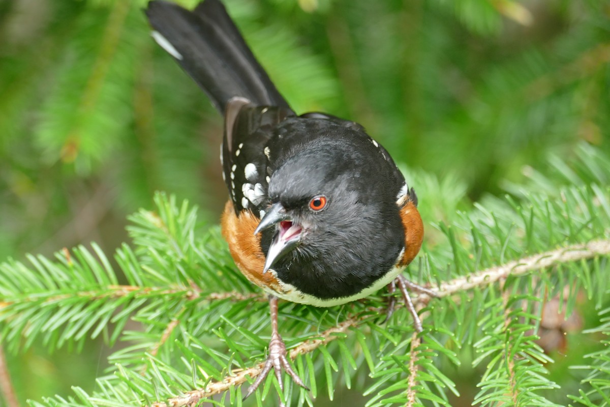 Spotted Towhee - ML619904226