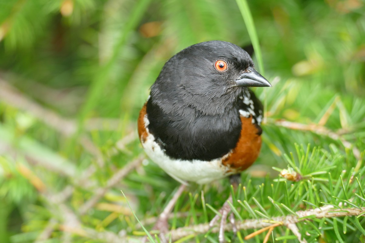 Spotted Towhee - ML619904233
