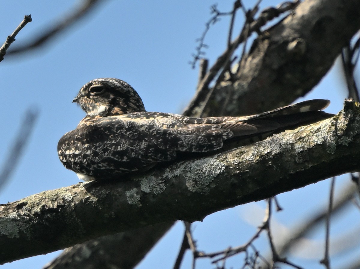 Common Nighthawk - ML619904277