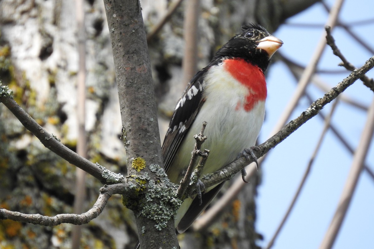 Rose-breasted Grosbeak - ML619904285