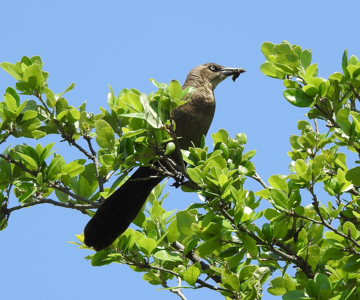 Great-tailed Grackle - ML619904287