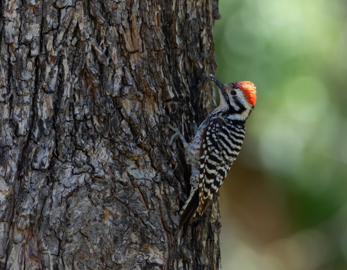 Ladder-backed Woodpecker - ML619904292