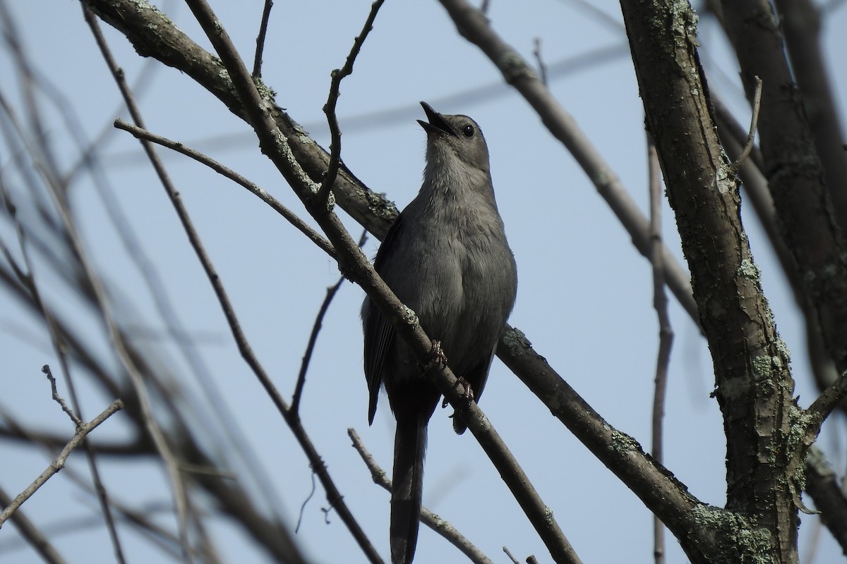 Gray Catbird - ML619904293